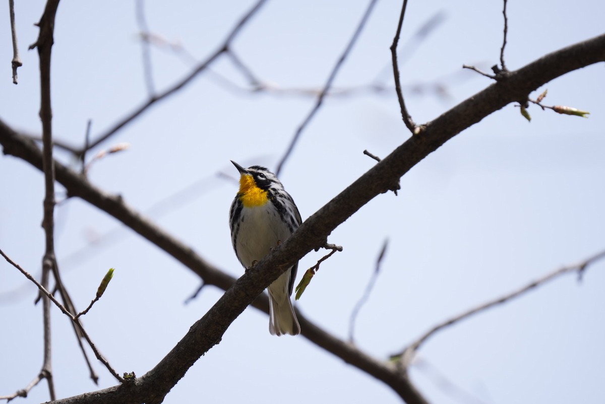 Paruline à gorge jaune - ML617974245