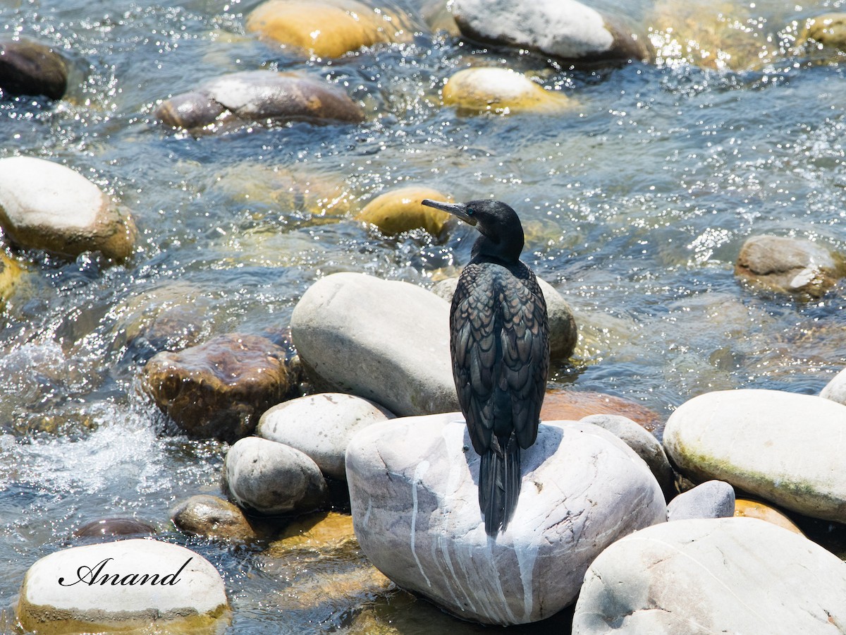 Indian Cormorant - Anand Singh