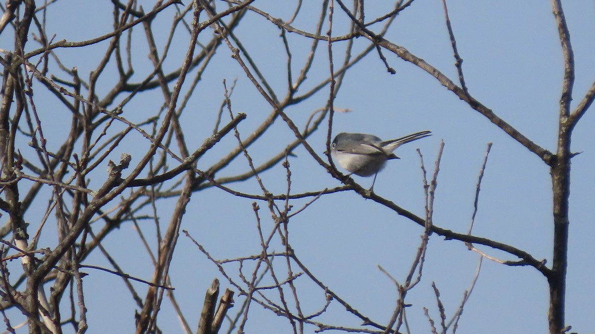 Blue-gray Gnatcatcher - ML617974316