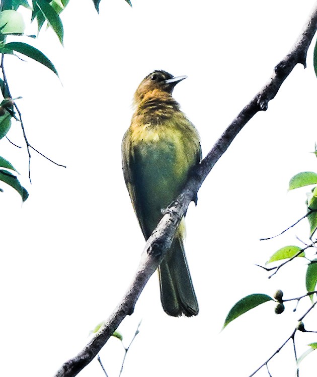 Yellowish Bulbul - ML617974317