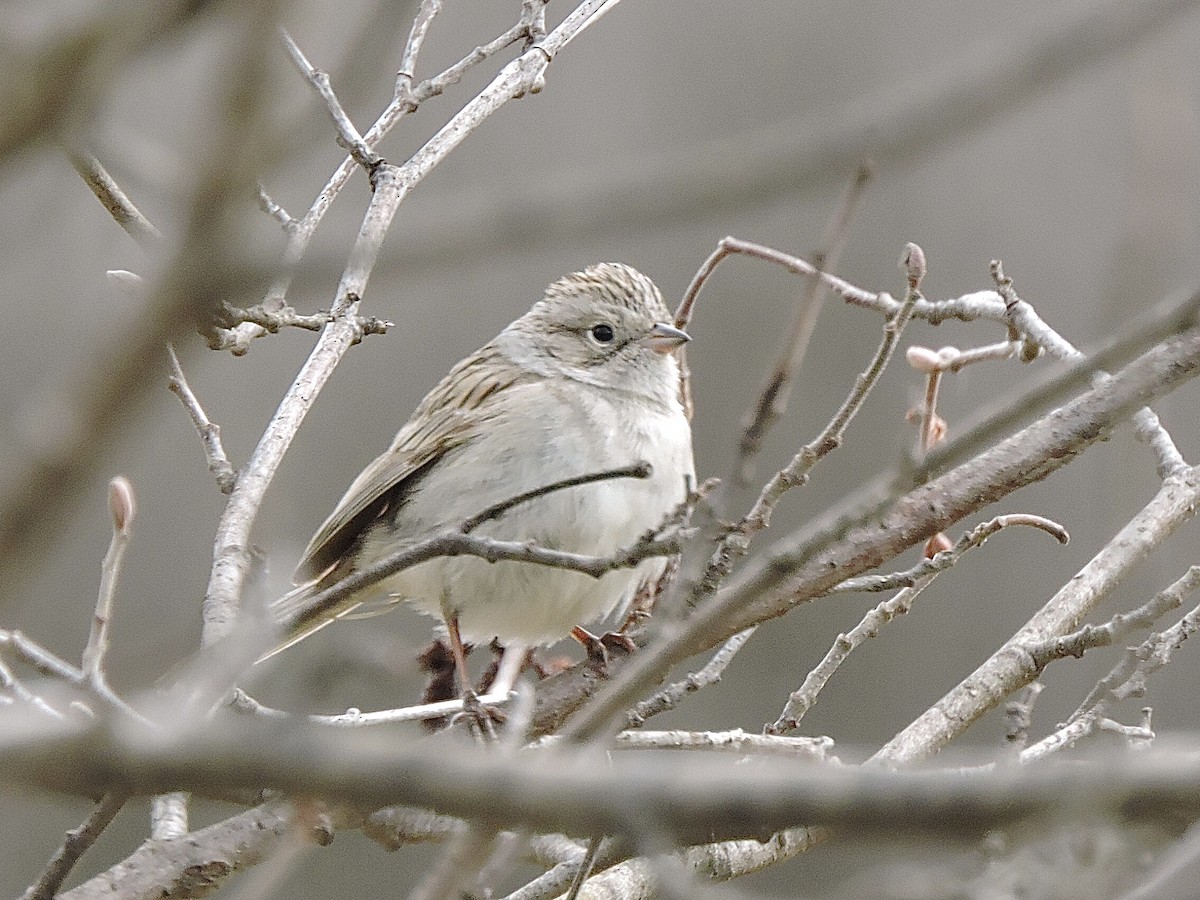 Brewer's Sparrow - Seth Benoit