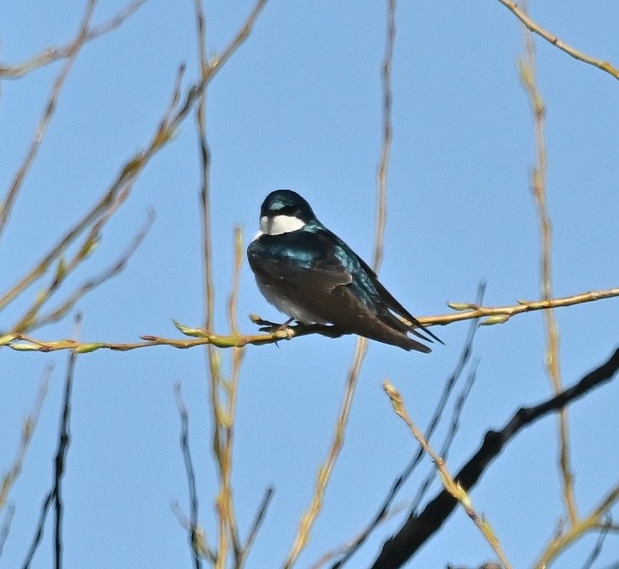 Tree Swallow - Regis Fortin