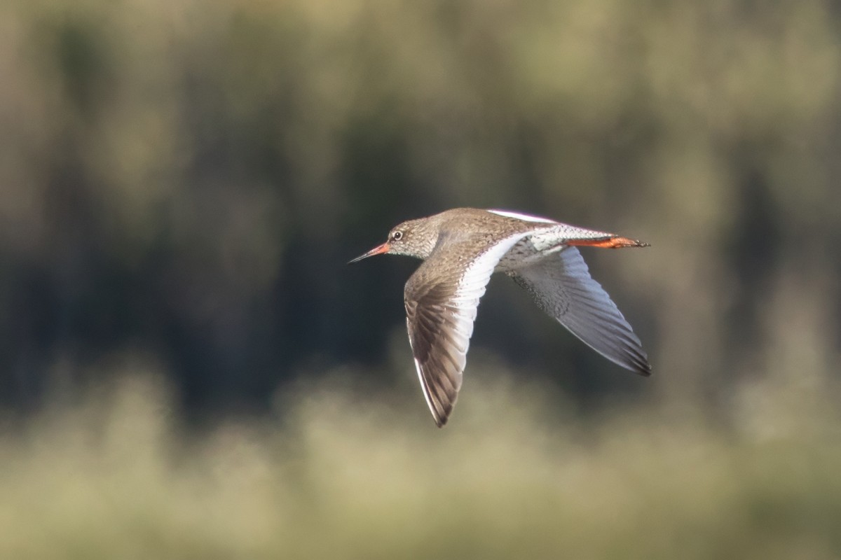 Common Redshank - José Nunes