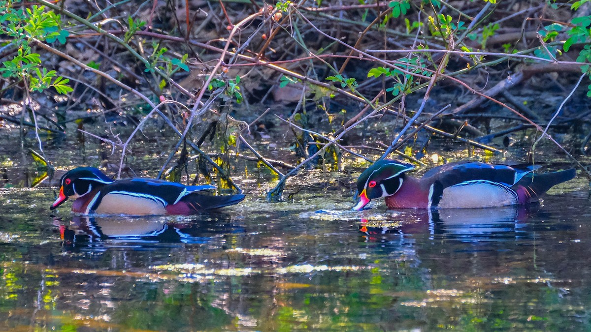 Wood Duck - ML617974441