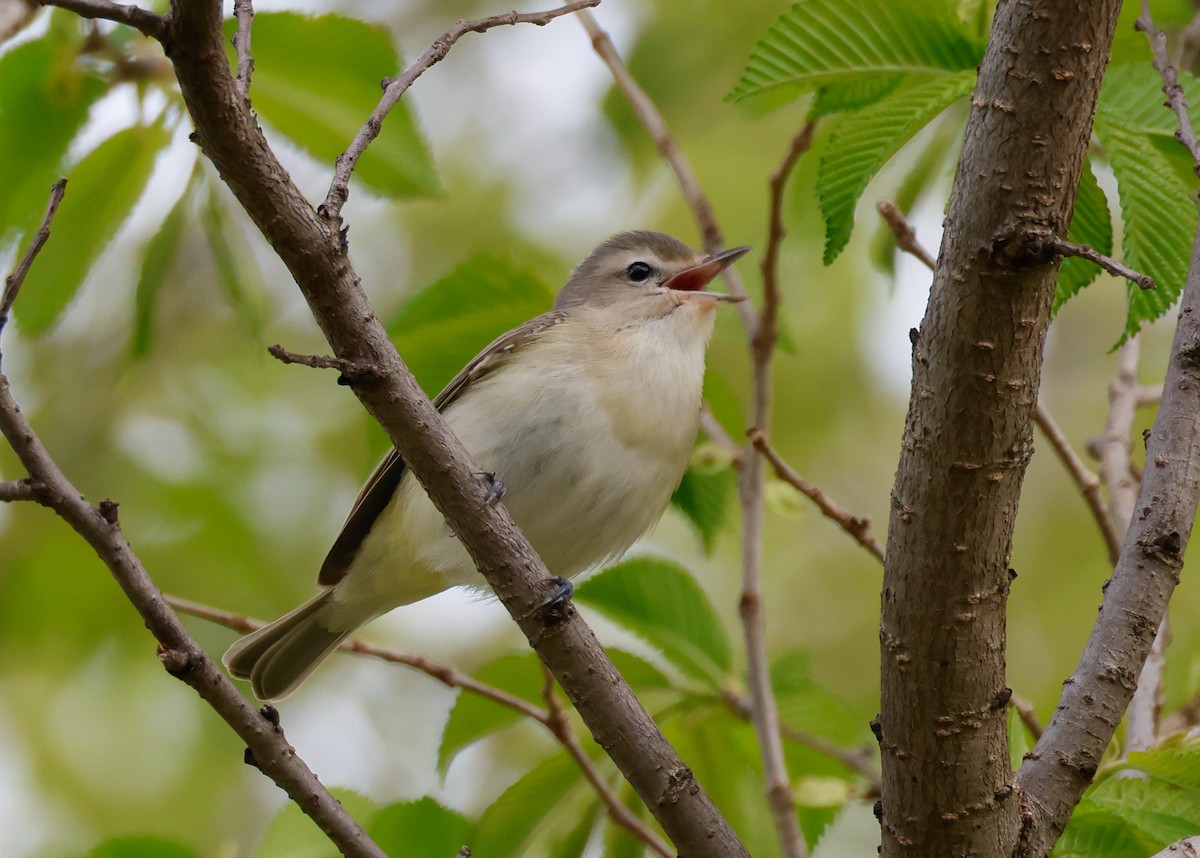 Warbling Vireo - Randall Everts