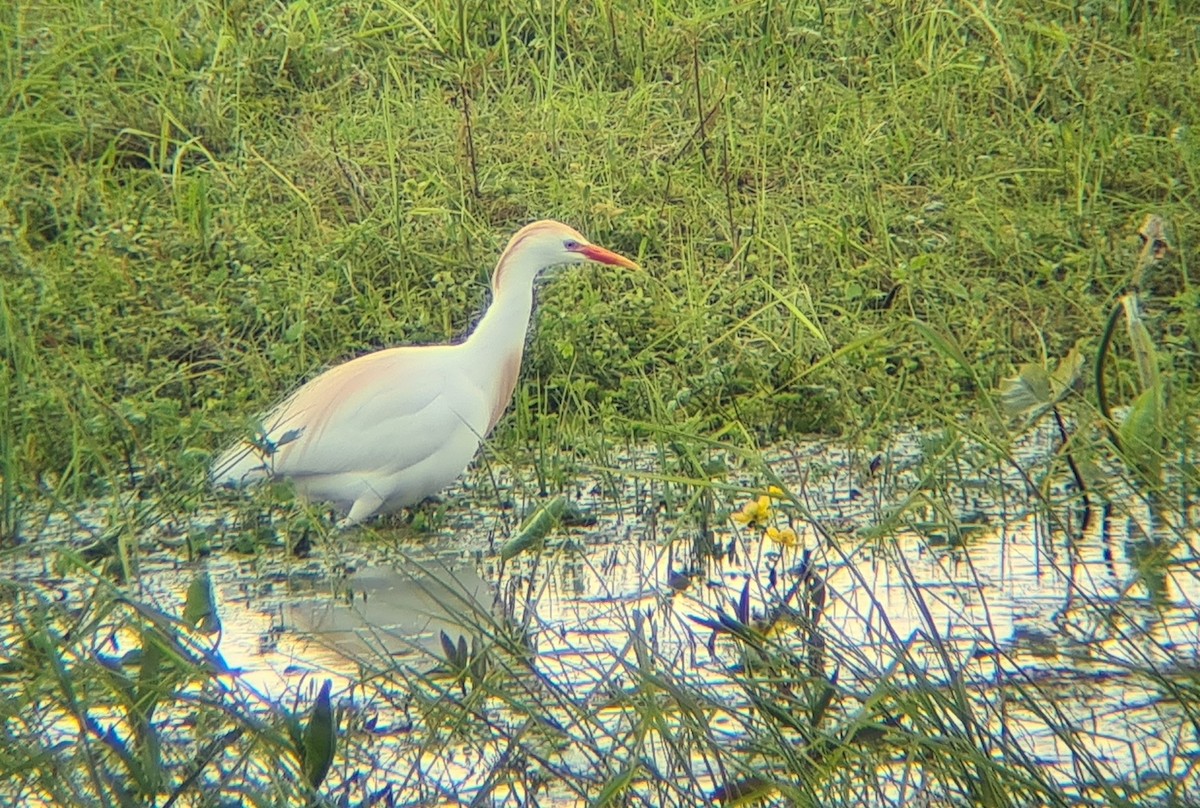 Western Cattle Egret - Tomasz Kulakowski