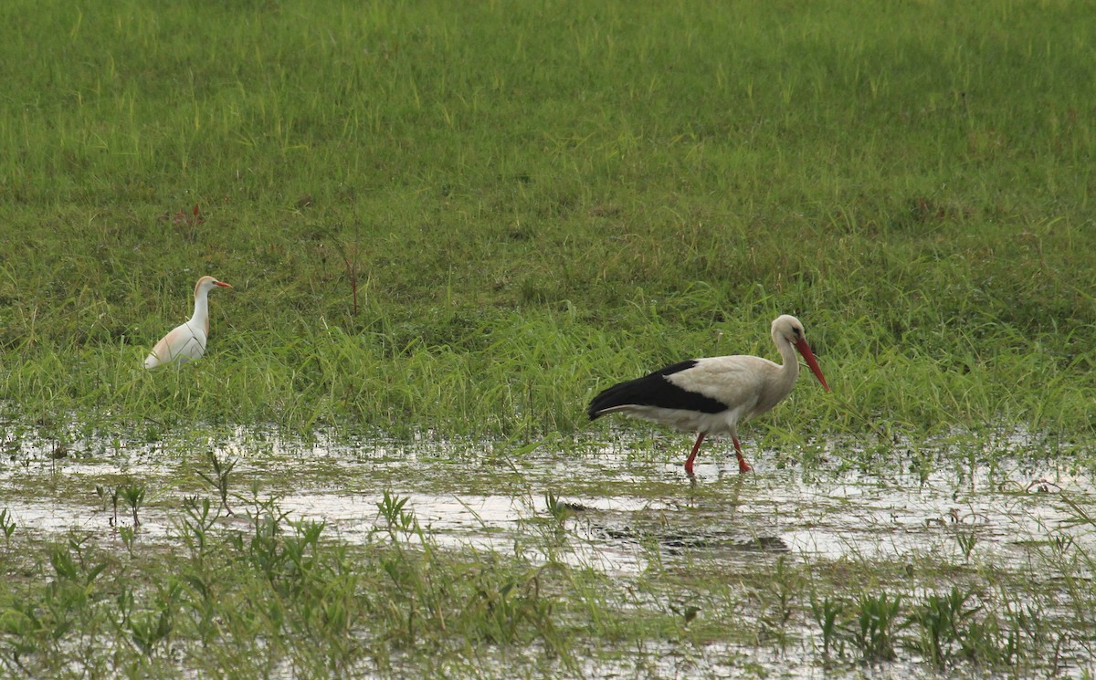 Western Cattle Egret - Tomasz Kulakowski