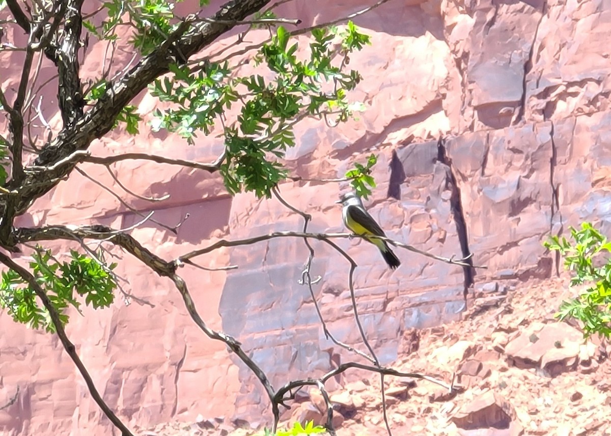 Western Kingbird - ML617974542