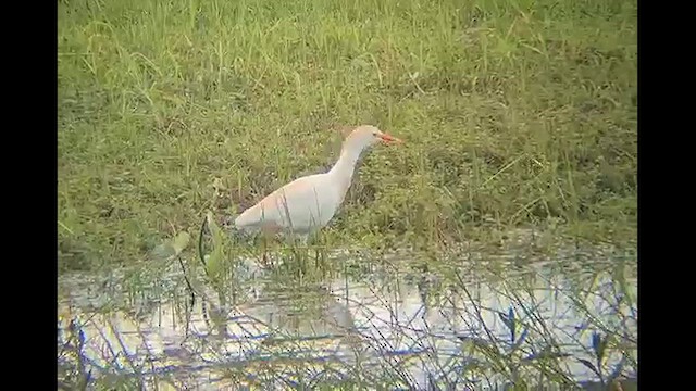 Western Cattle Egret - ML617974558