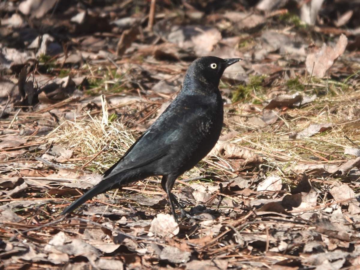 Rusty Blackbird - Bob Saunders