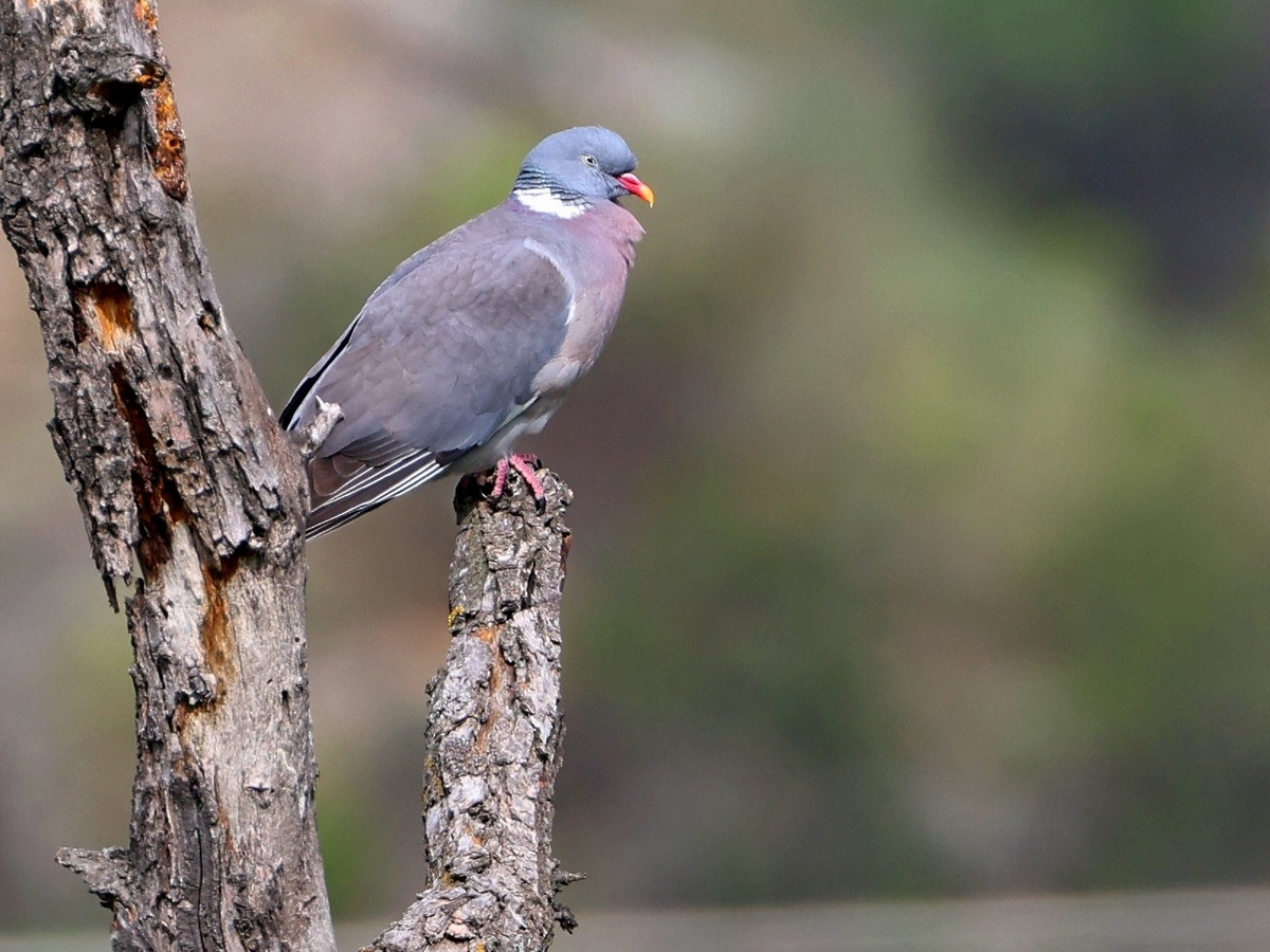 Common Wood-Pigeon - ML617974622