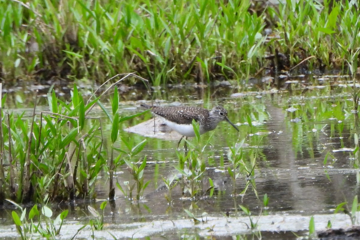 Solitary Sandpiper - ML617974661