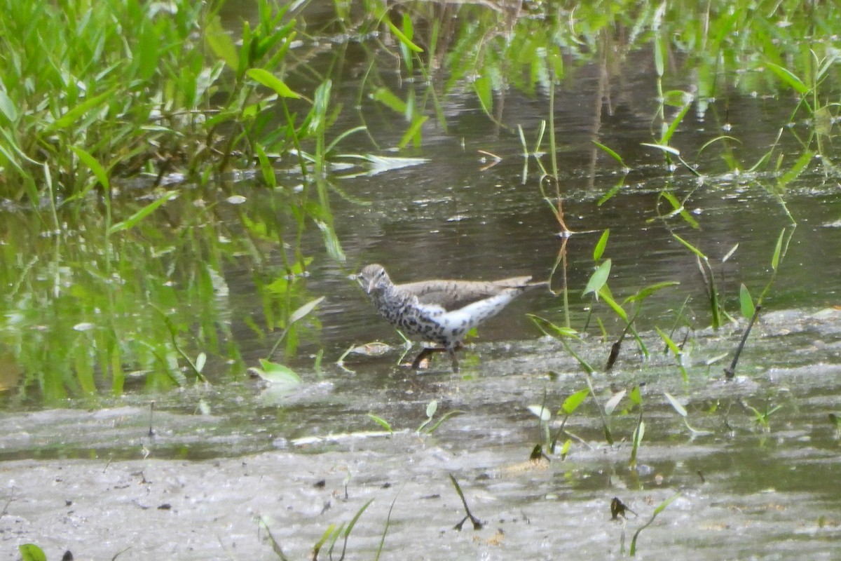 Spotted Sandpiper - Betty Lou Peckham