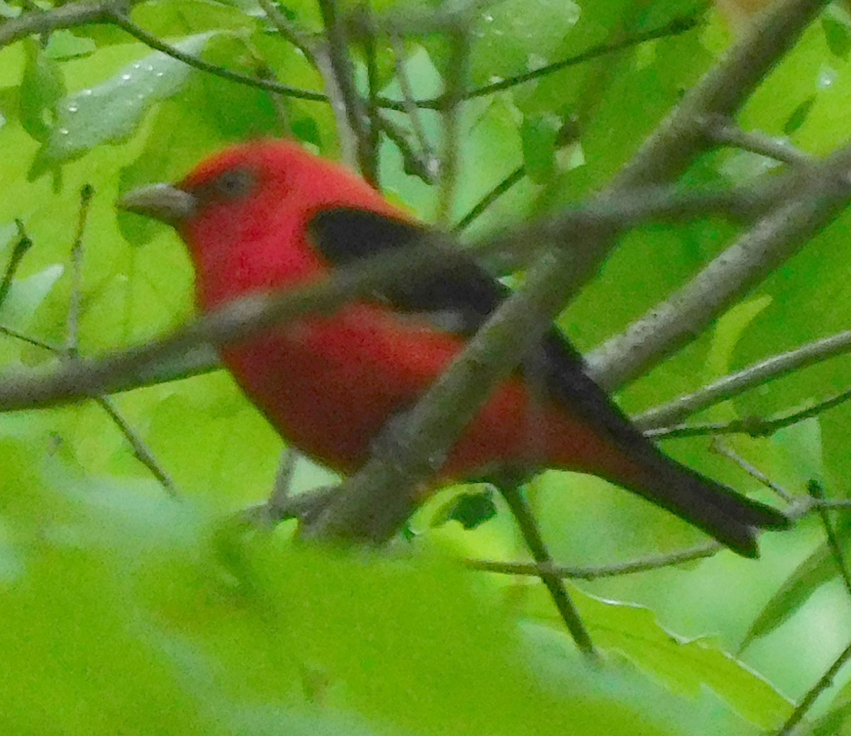 Scarlet Tanager - ML617974689