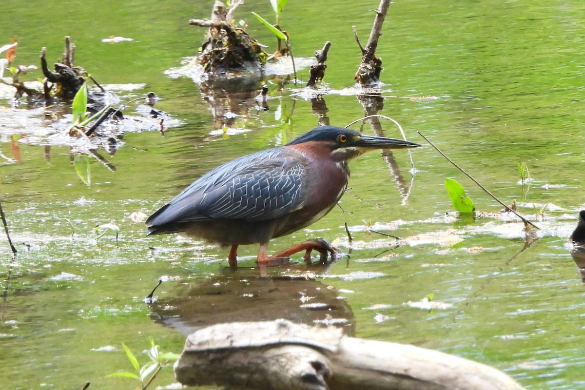 Green Heron - ML617974694