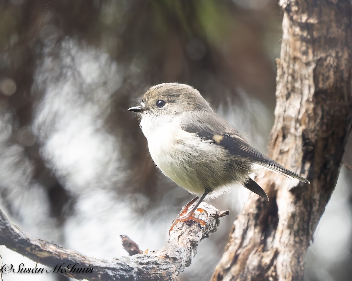 Tomtit (New Zealand) - Susan Mac