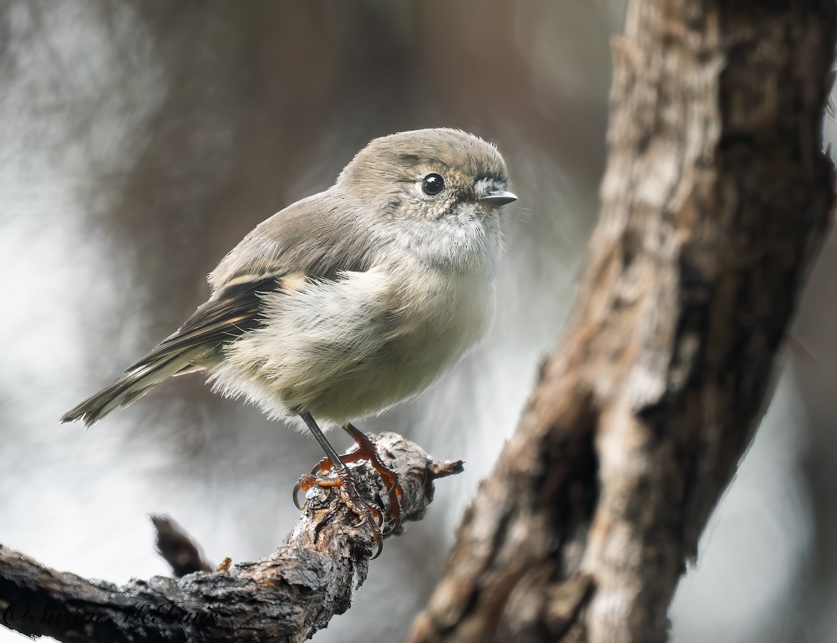 Tomtit (New Zealand) - ML617974730