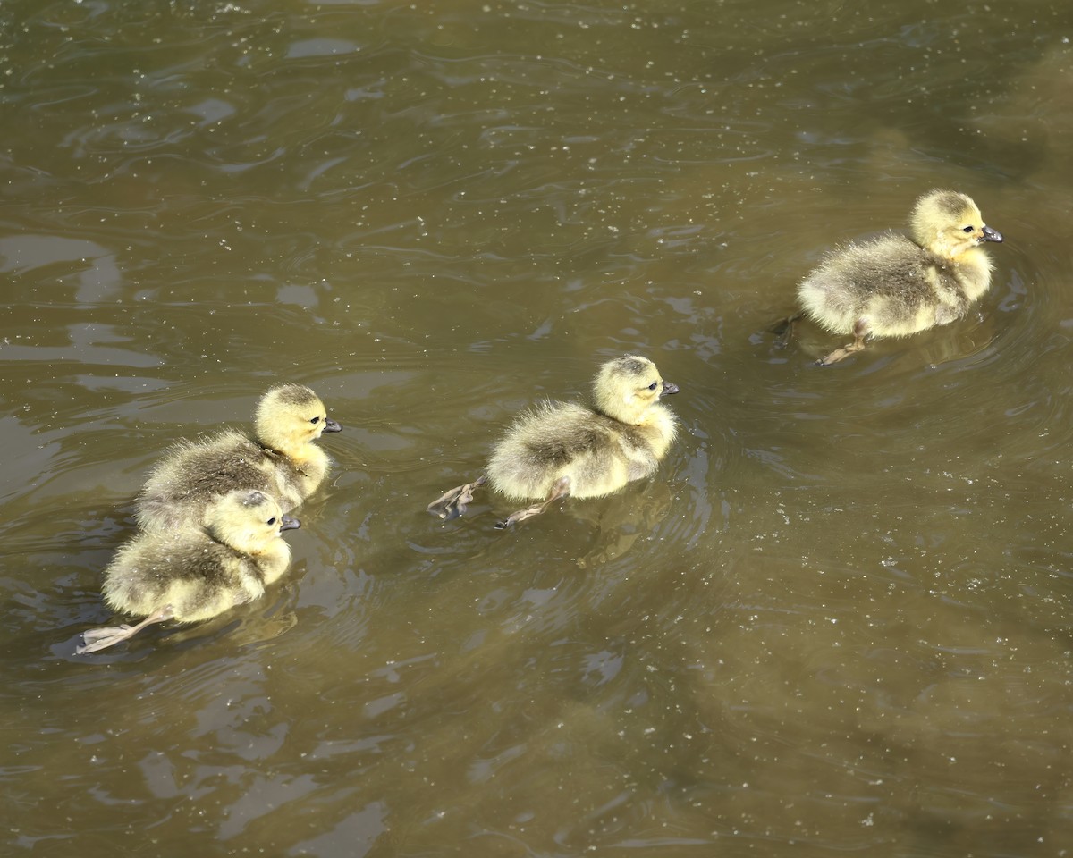 Canada Goose - ML617974763