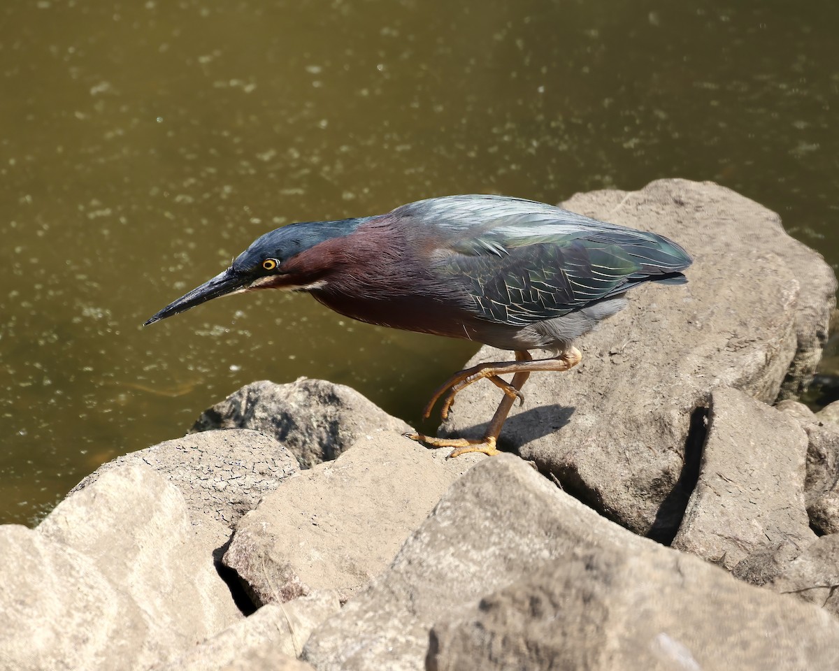Green Heron - ML617974780
