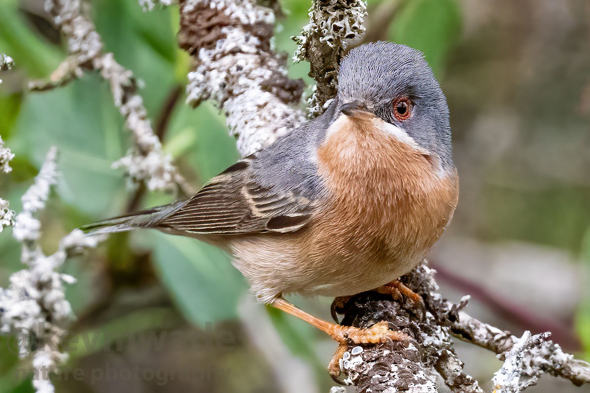 Western Subalpine Warbler - ML617974785