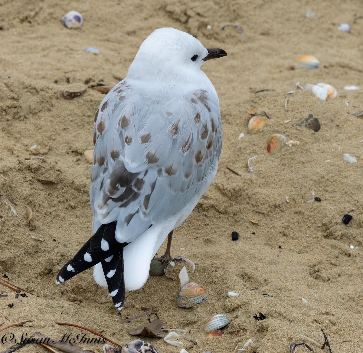 Gaviota Plateada (neozelandesa) - ML617974790