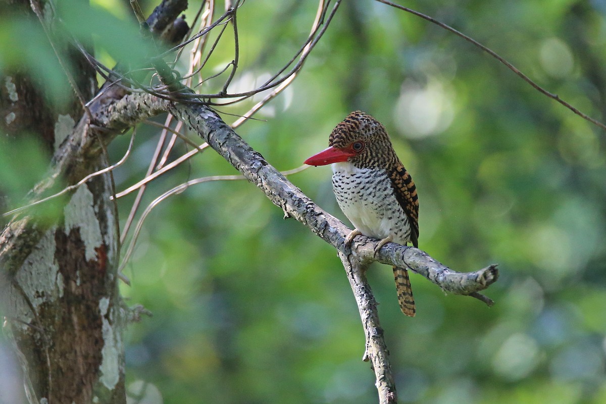 Banded Kingfisher - ML617974818