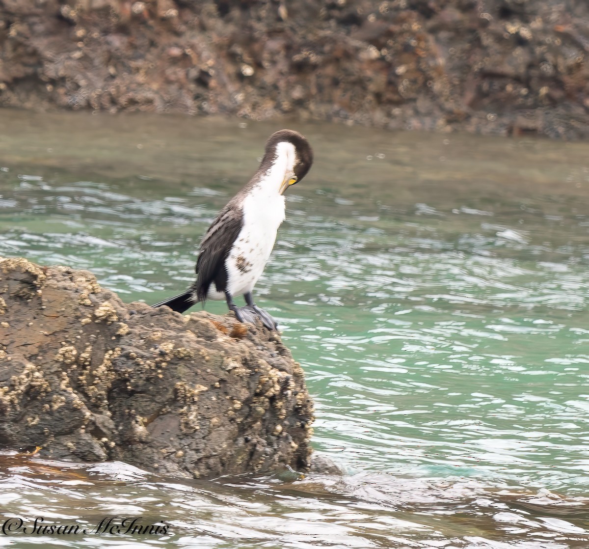 Pied Cormorant - Susan Mac