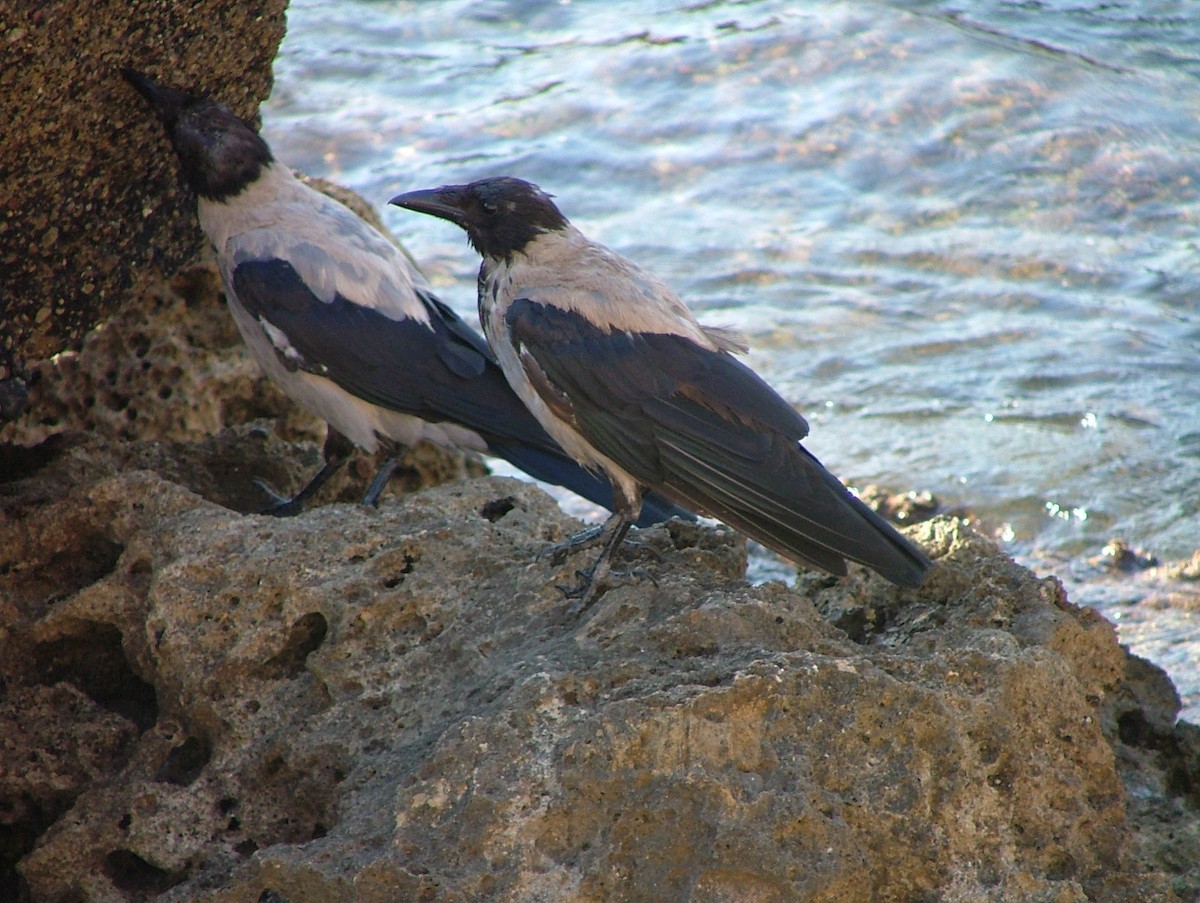 Hooded Crow - Tom Carley