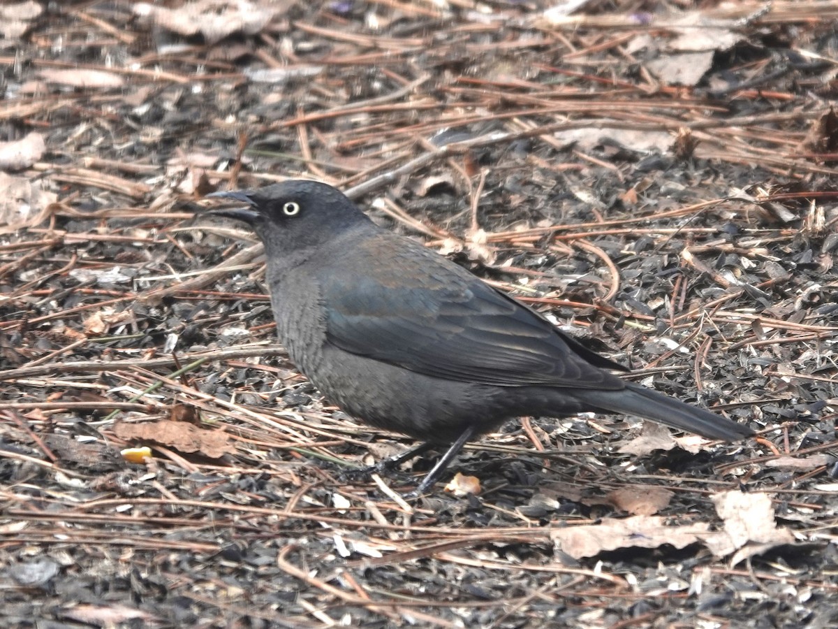 Rusty Blackbird - ML617974941