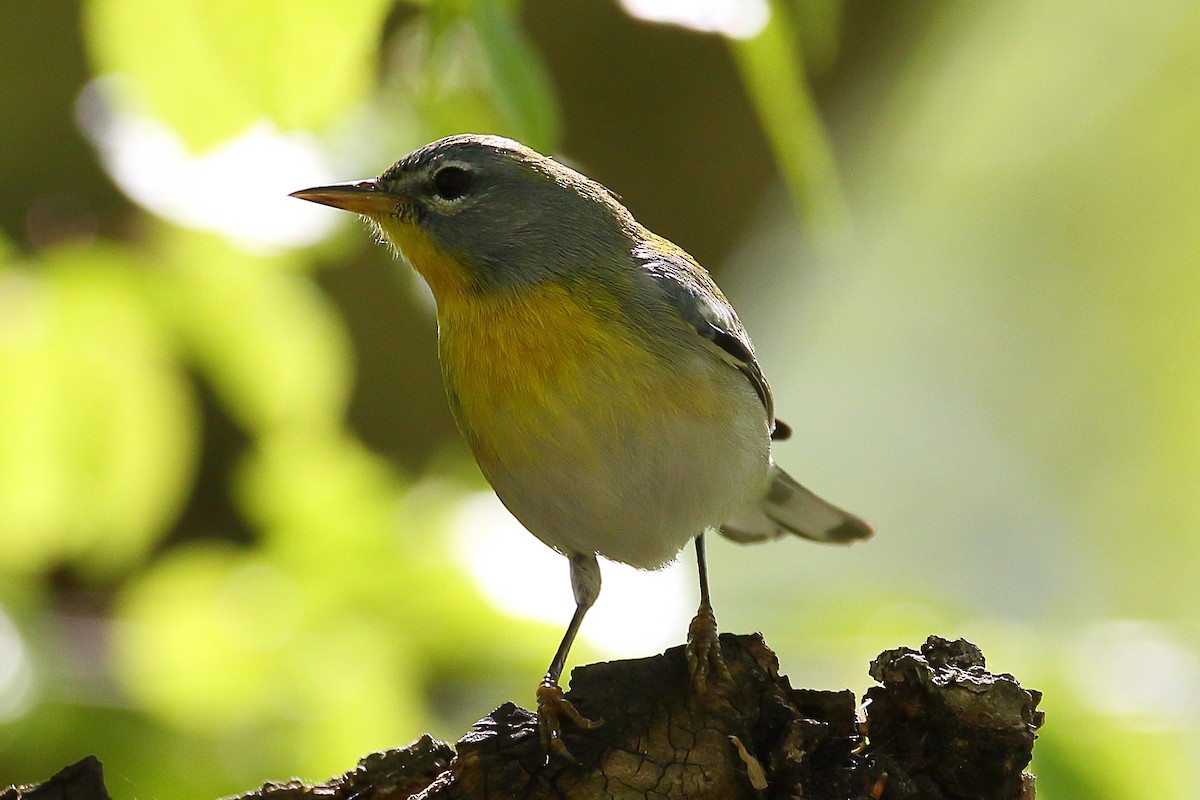 Northern Parula - ML617974946