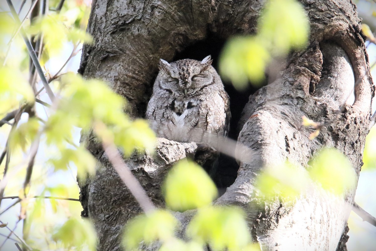 Eastern Screech-Owl - James Kerner