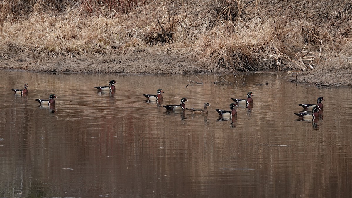 Wood Duck - Bob Saunders