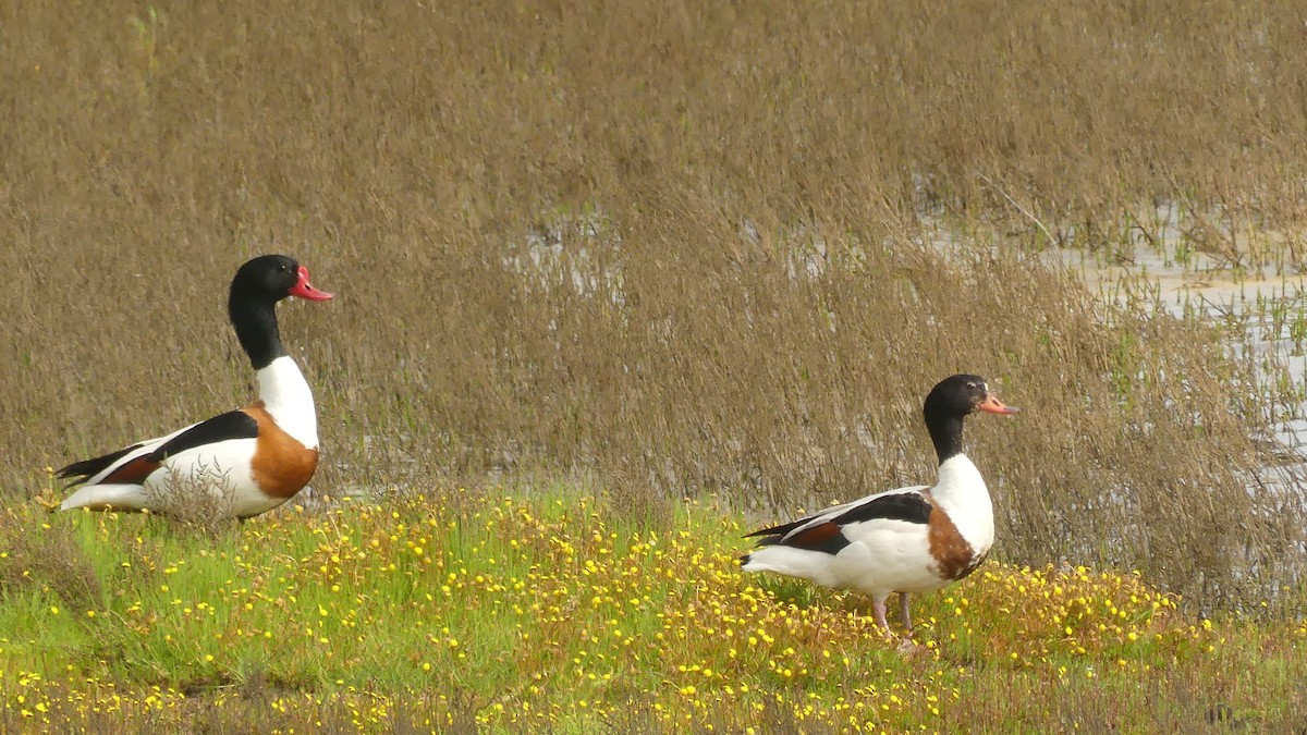 Common Shelduck - Gabriel  Couroussé