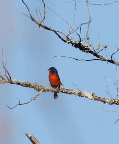 Painted Bunting - Angela Gerend