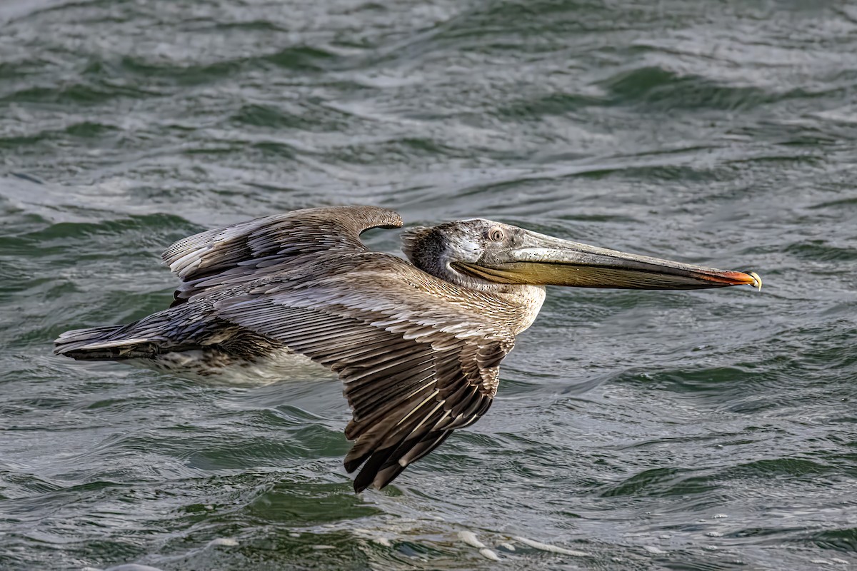 Brown Pelican - ML617975061