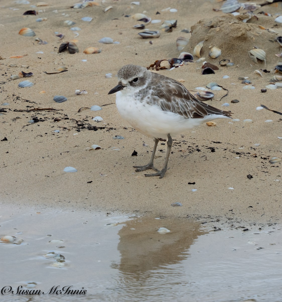 Red-breasted Dotterel - ML617975067