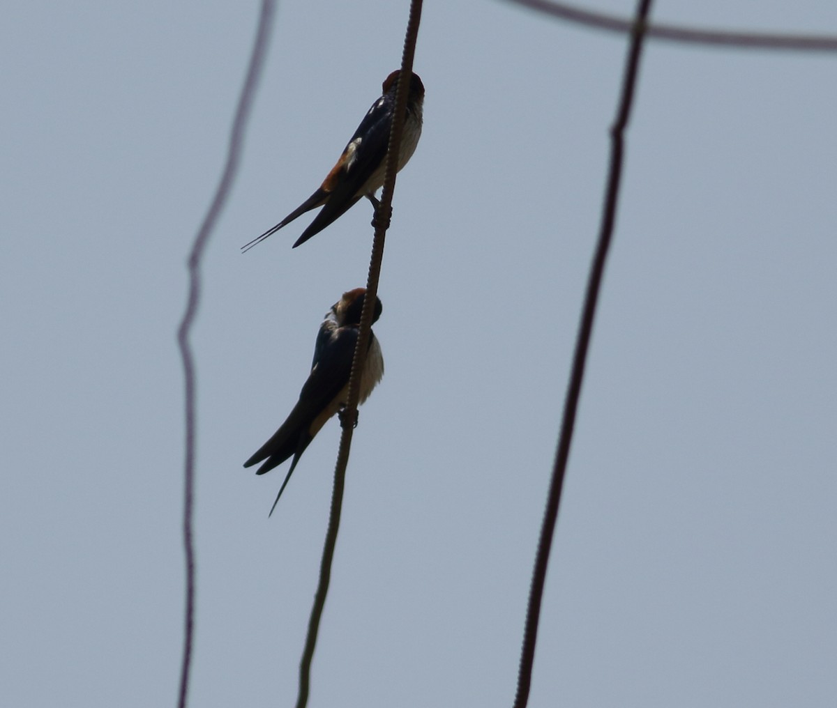 Golondrina Dáurica - ML617975084