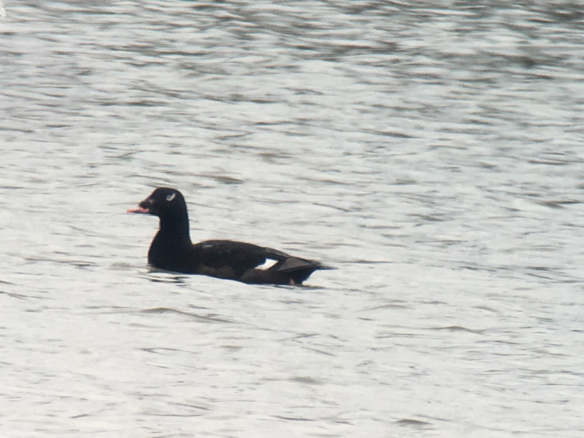 White-winged Scoter - ML617975090