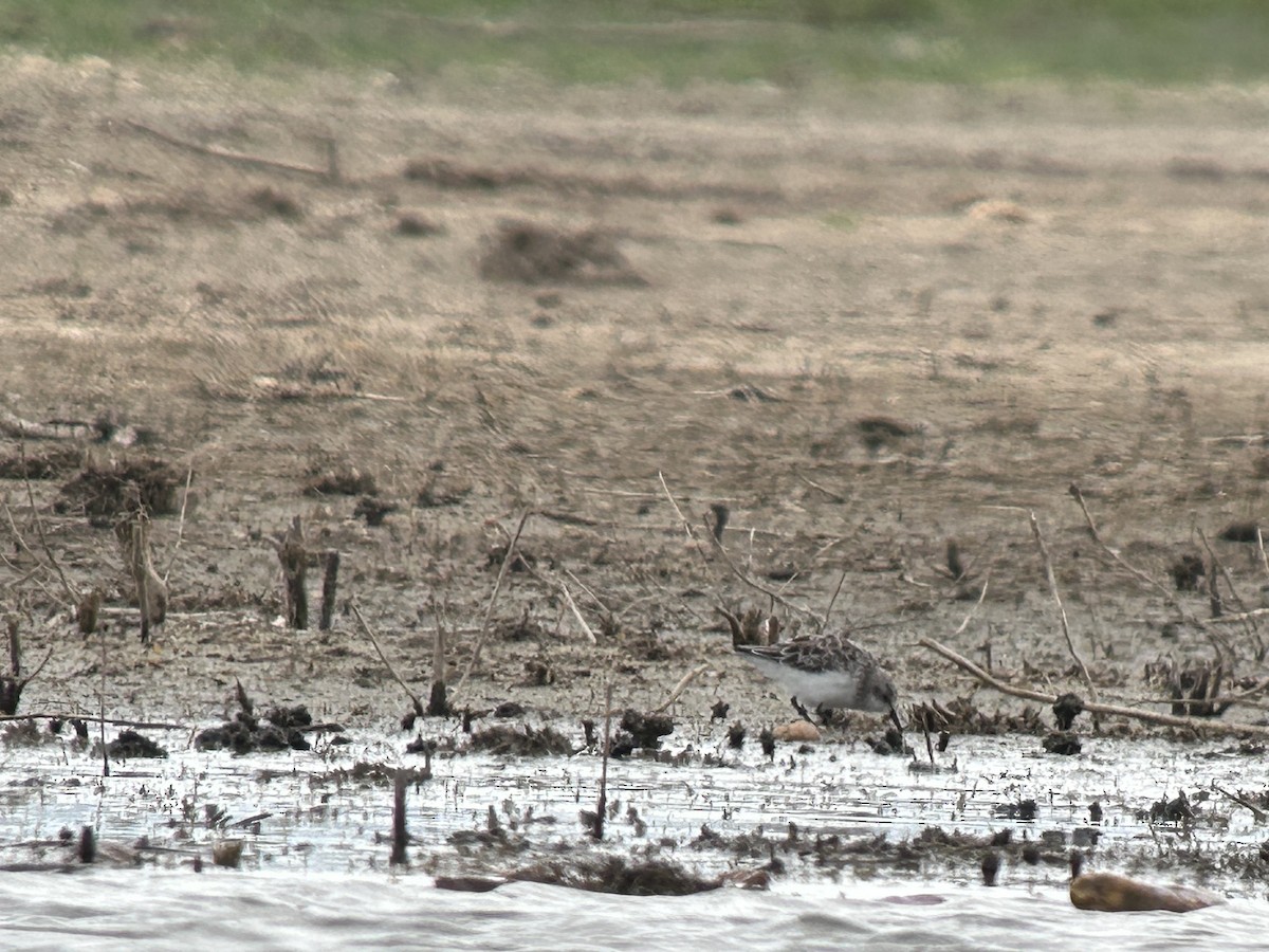 Little Stint - ML617975098