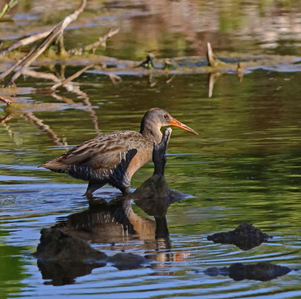 Clapper Rail - ML617975114