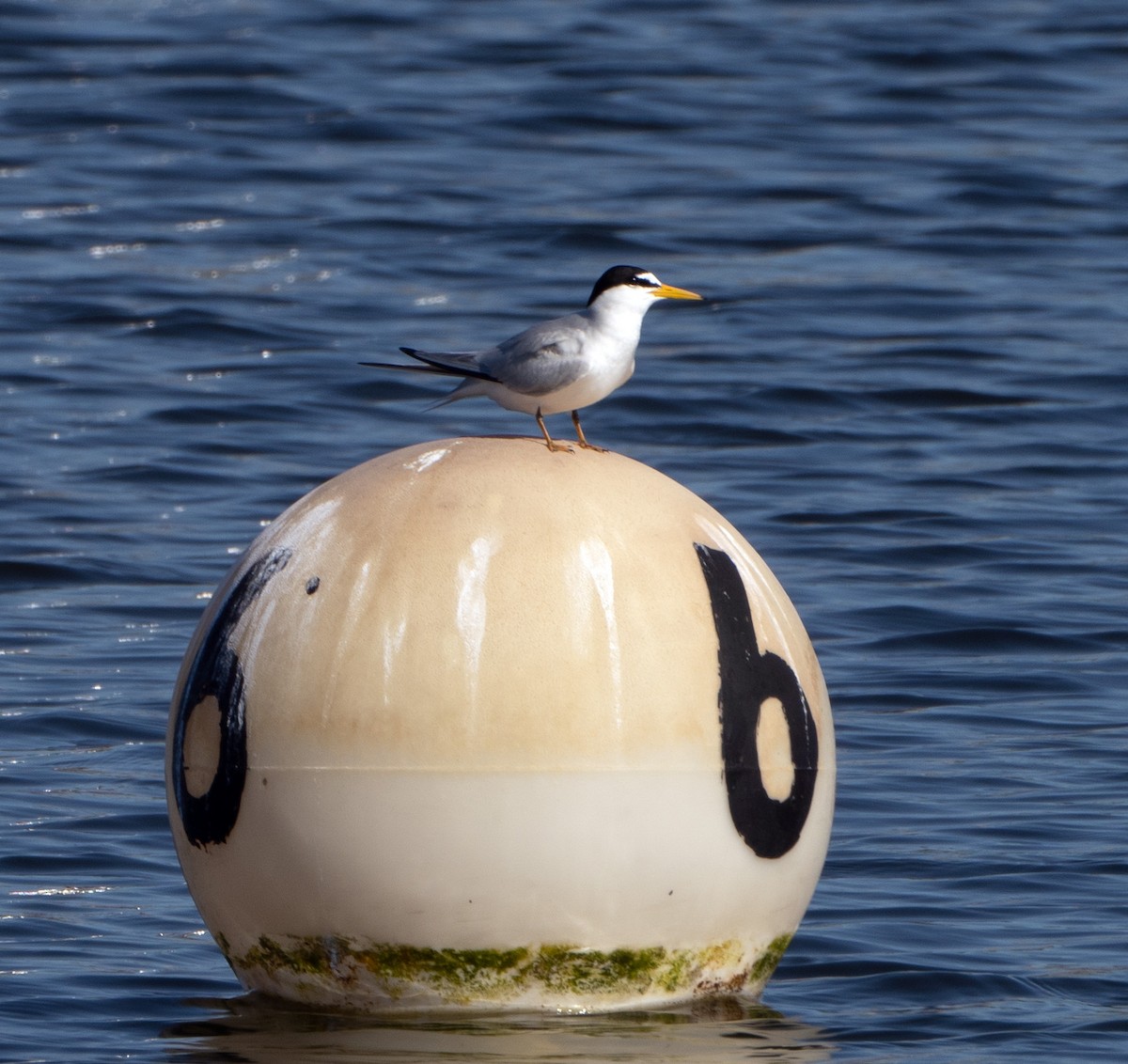 Least Tern - Scott Berglund