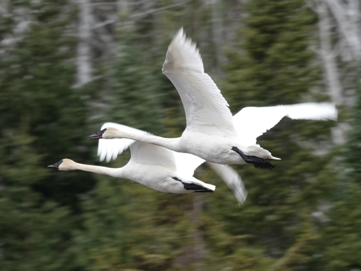 Trumpeter Swan - ML617975136