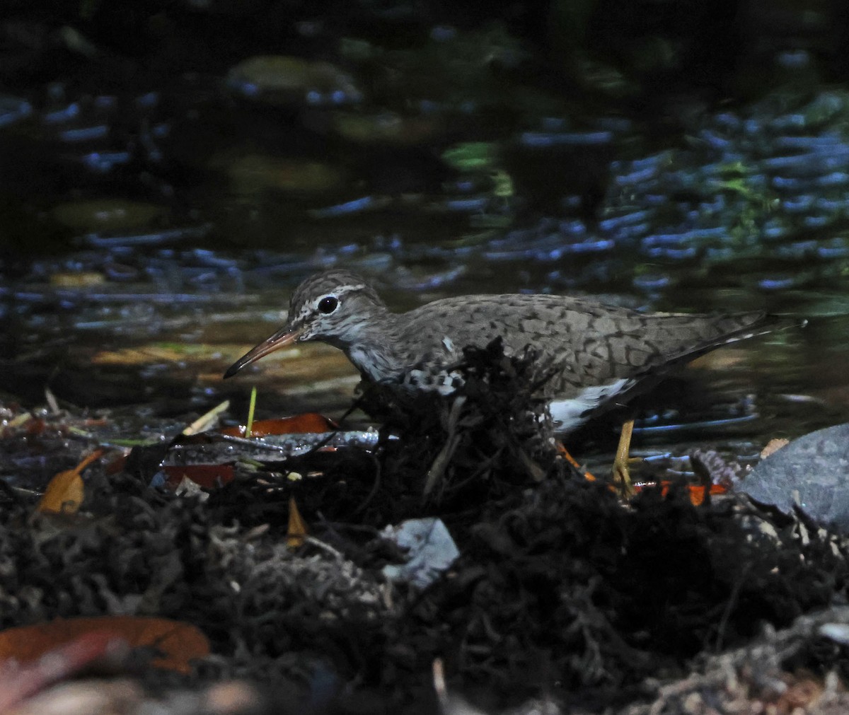 Spotted Sandpiper - ML617975138