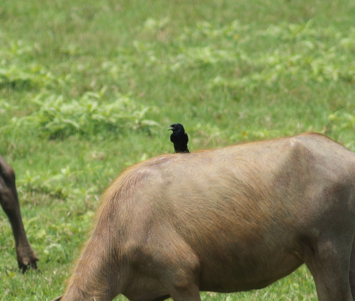 Drongo Cenizo - ML617975140