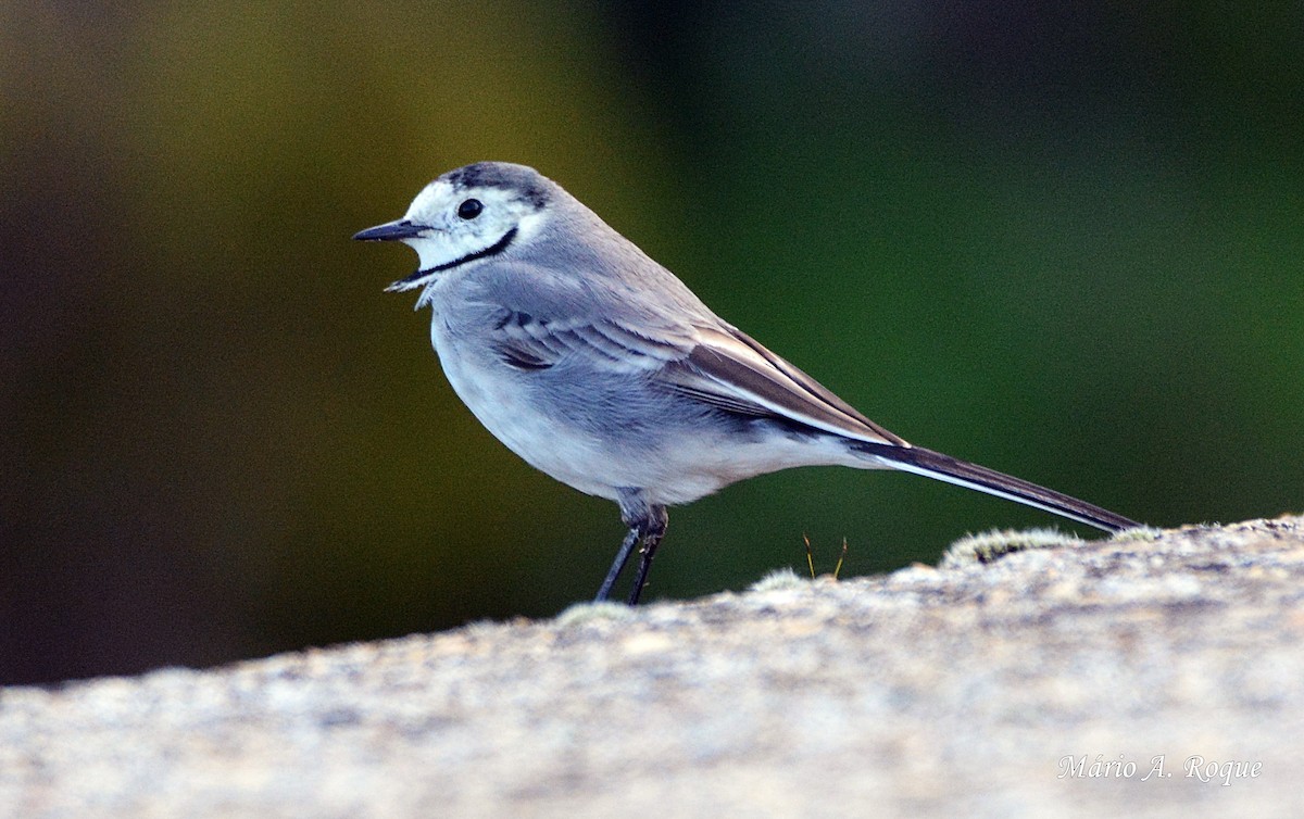 White Wagtail - ML617975145