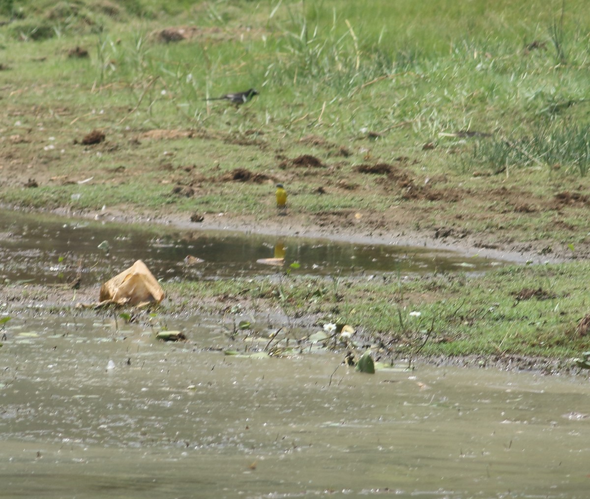 White-browed Wagtail - ML617975149