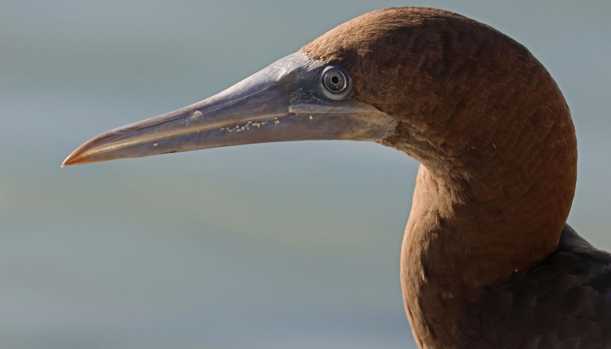 Brown Booby - ML617975167