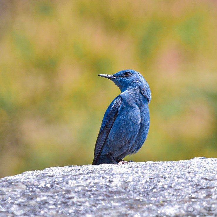 Blue Rock-Thrush - ML617975195