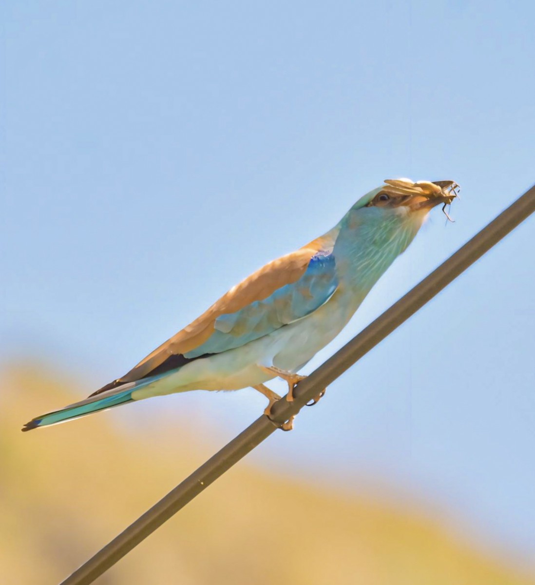 European Roller - Susheel Rattan Sharma