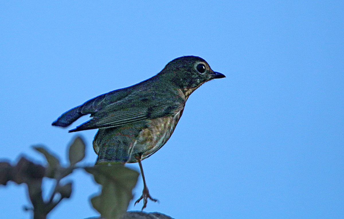 Swainson's Thrush - ML617975236